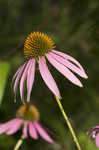 Eastern purple coneflower